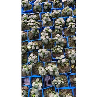 Ráy nana mini (form tròn) - Cây thuỷ sinh