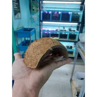 Gáo dừa trang trí hồ cá