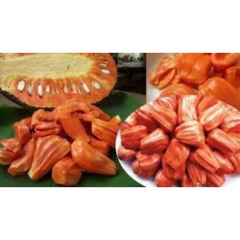 Cây MÍT RUỘT ĐỎ