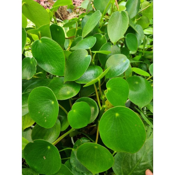 Peperomia Polybotrya - Cây Lá hạt mưa