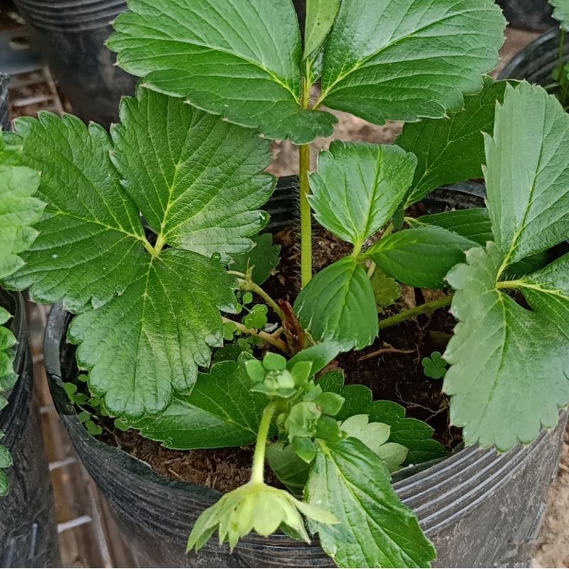 Cây giống Dâu Tây ( bầu ổn định )