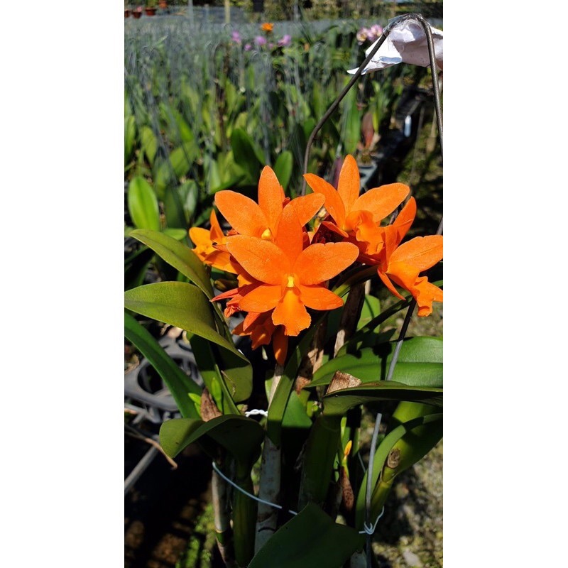 Hoa lan Cattleya mini cánh sáp - hoa màu cam