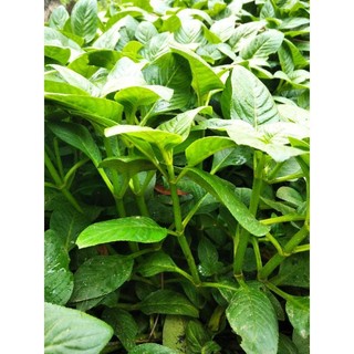 Rau xá xị /quế vị giống
