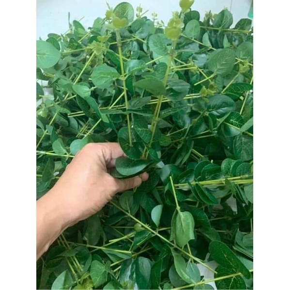 Cành táo trang trí, cắm hoa