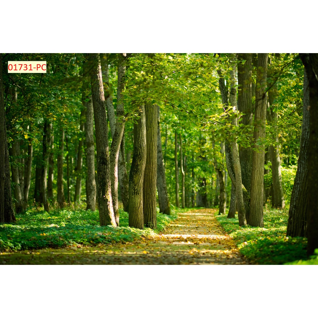 Tranh Dán Tường Trang Trí Cây Xanh, Hàng Cây, Rừng Cây phù hợp với nhiều không gian