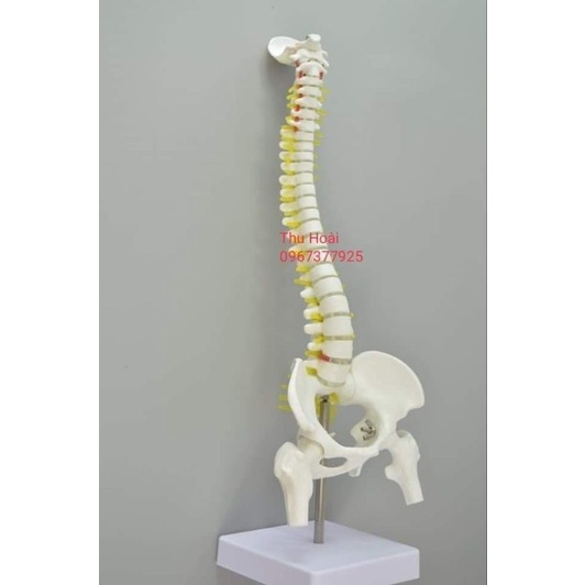 Mô hình cột sống  cao 45cm- Mô hình xương người- mô hình giảng dạy -mô hình trắng cứng và mô hình có màu