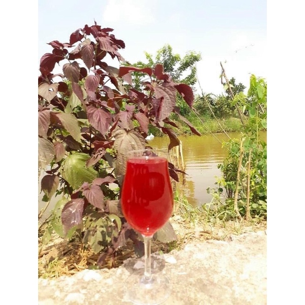 1Kg Lá tía tô khô nhà làm thơm,mới,sạch