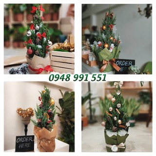 Cây sơn tùng trang trí noel size cây từ 40cm-60cm