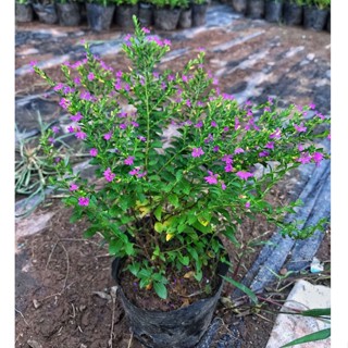 Cây cẩm tú mai cao 10-15cm, hoa nở rực rỡ sum suê cực to cực đẹp, trang trí sân vườn