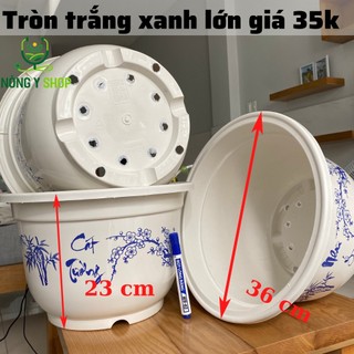 Chậu nhựa trắng xanh như y cát tường size 36-23 - Thakico trồng kiểng hoa cây cảnh