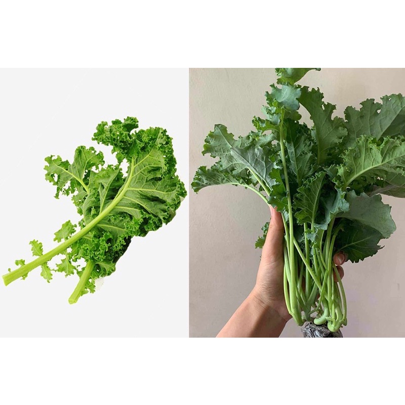 Combo 2 Cây con KALE XOĂN XANH