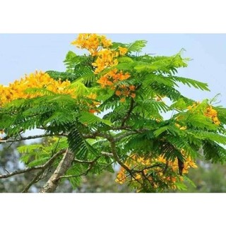 cây phượng vàng một (bầu 25 cm)