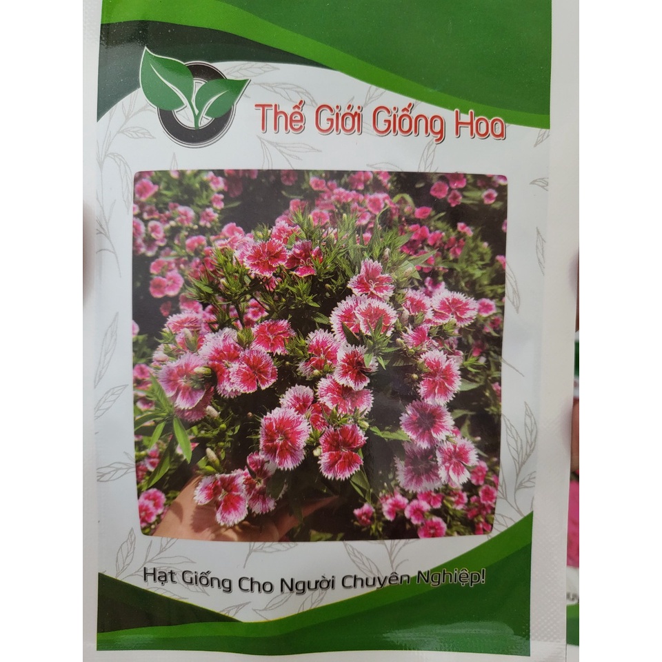 Hạt Giống Hoa Cẩm Chướng Màu Hồng Viền Trắng (Gói 100 Hạt) Thế Giới Hoa