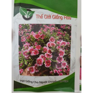 Hạt giống hoa cẩm chướng màu hồng viền trắng thế giới hoa