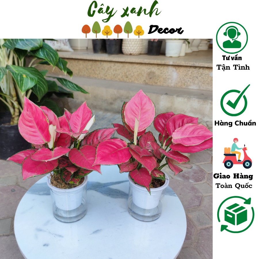 Cây vạn lộc cây hồng lộc đỏ thủy sinh phong thủy để bàn,cây hút tài lộc (chậu nhựa trong suốt) 123