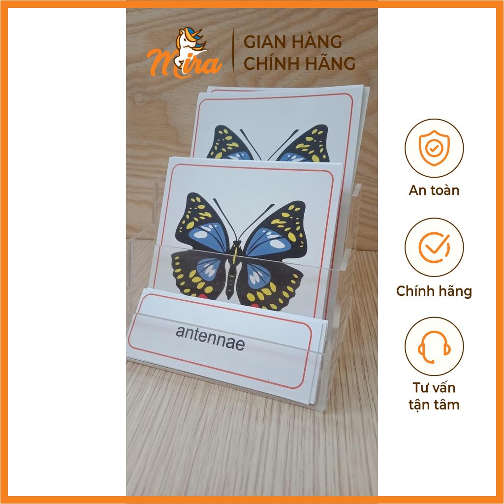 Montessori- Thẻ 3 phần các bộ phận của bướm - Theo tủ động vật không có khay TIẾNG ANH - Mira Toys