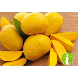 Cây giống xoài không hạt(1 bầu 40cm)