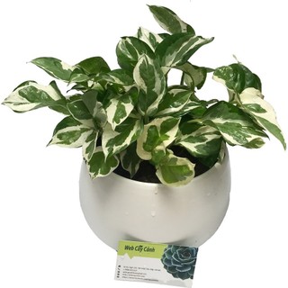 Cây Trầu Bà Sữa - Cây cảnh mini + Tặng phân bón cho cây mau lớn ( GIÁ HỜI)