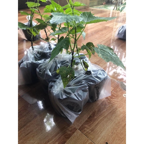 Cây giống lạc tiên nhãn lồng cây trùm bao mua 5 cây tặng thêm 1 cây