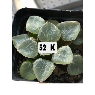 Haworthia .