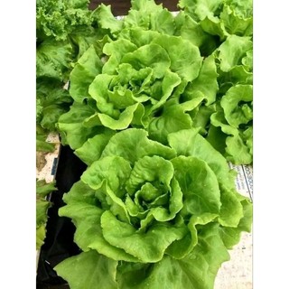 Hạt Giống Rau Xà Lách đăm- xà lách búp cuộn cây to
