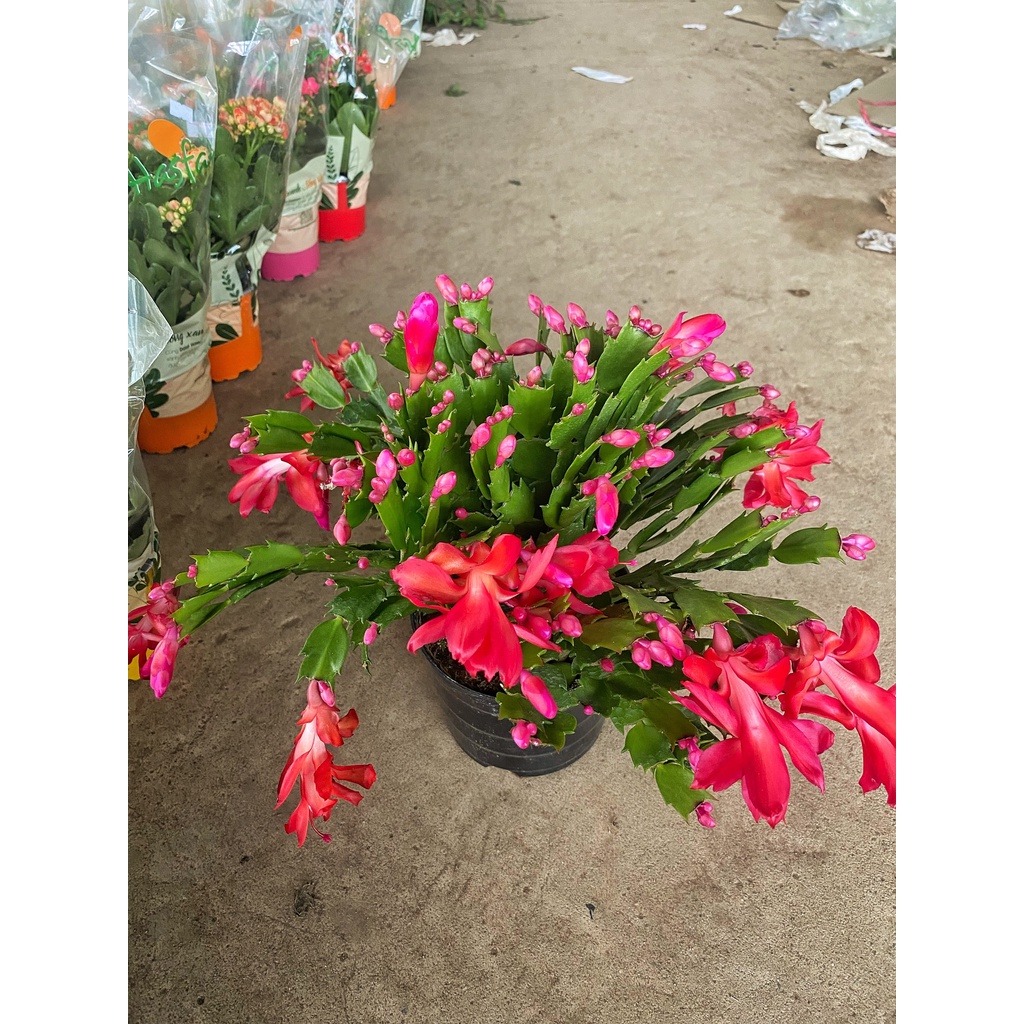 Cây lan càng cua, chiều cao 15-20cm bụi to khỏe hoa nở bắt mắt dễ chăm sóc thích hợp trang trí nội thất