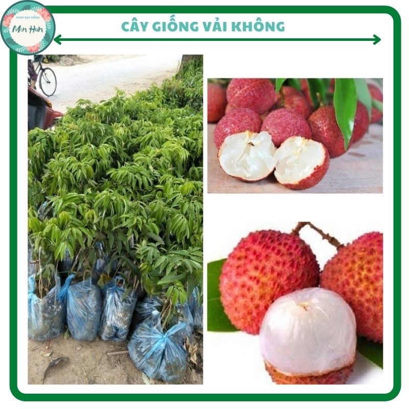 Cây giống vải không hạt