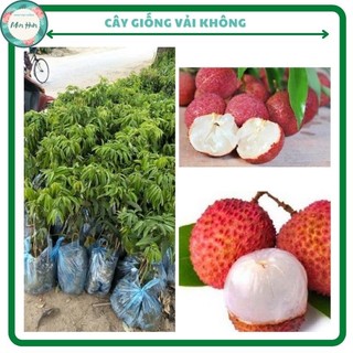 Cây giống vải không hạt