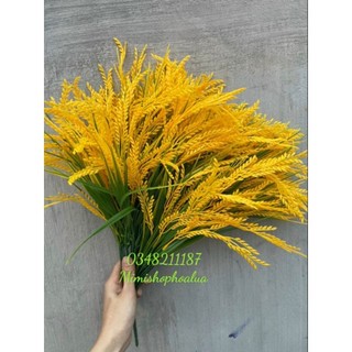 Bông Lúa Giả decor -  Cành lúa vàng trĩu bông nhiều kích thước.