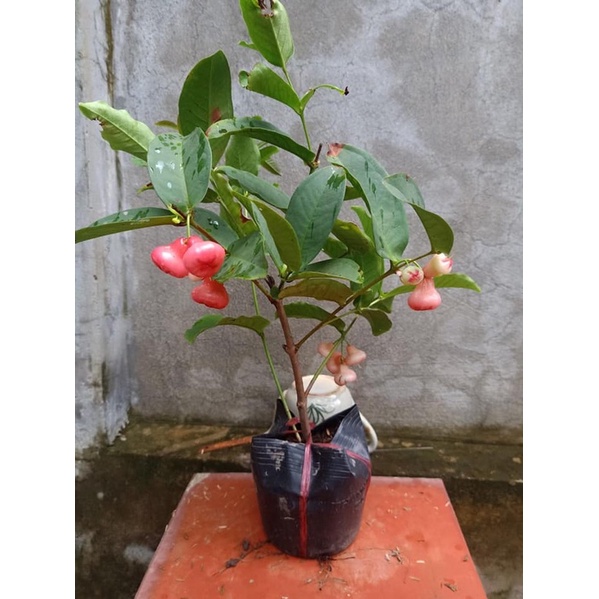 Cây mận an phước (mận ấn độ) - trái chùm, cây khoẻ, trái ngọt