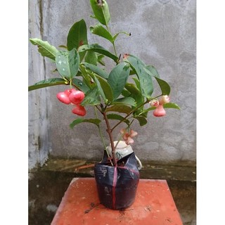 Cây mận an phước - trái chùm, cây khoẻ, trái ngọt