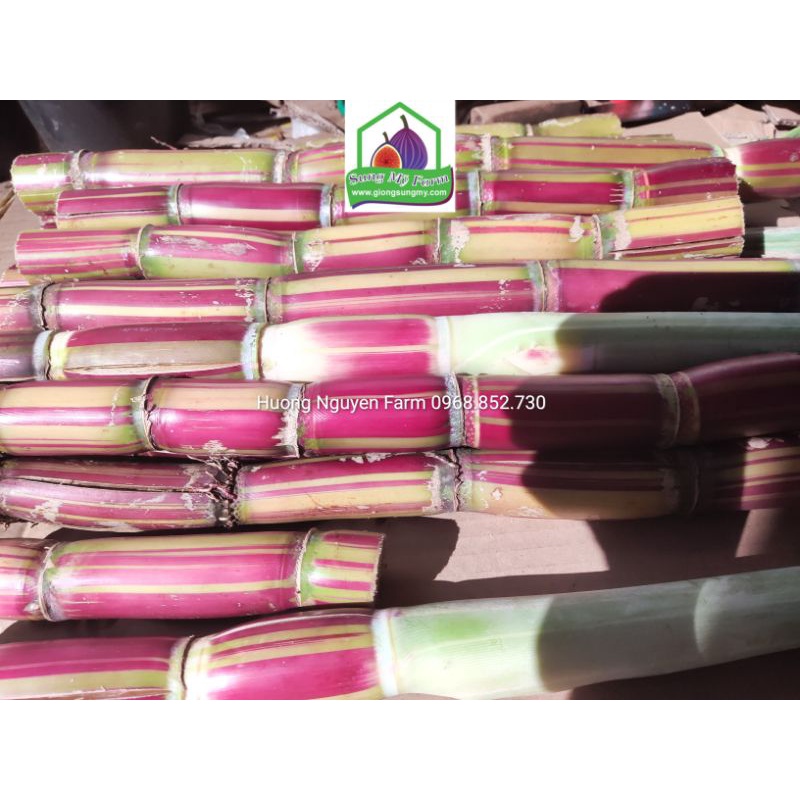 2cành Giống Mía sọc kẹo striped sugarcane