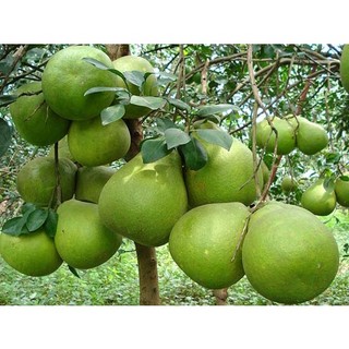 Cây giống bưởi năm roi ( giống ghép cho trái sớm