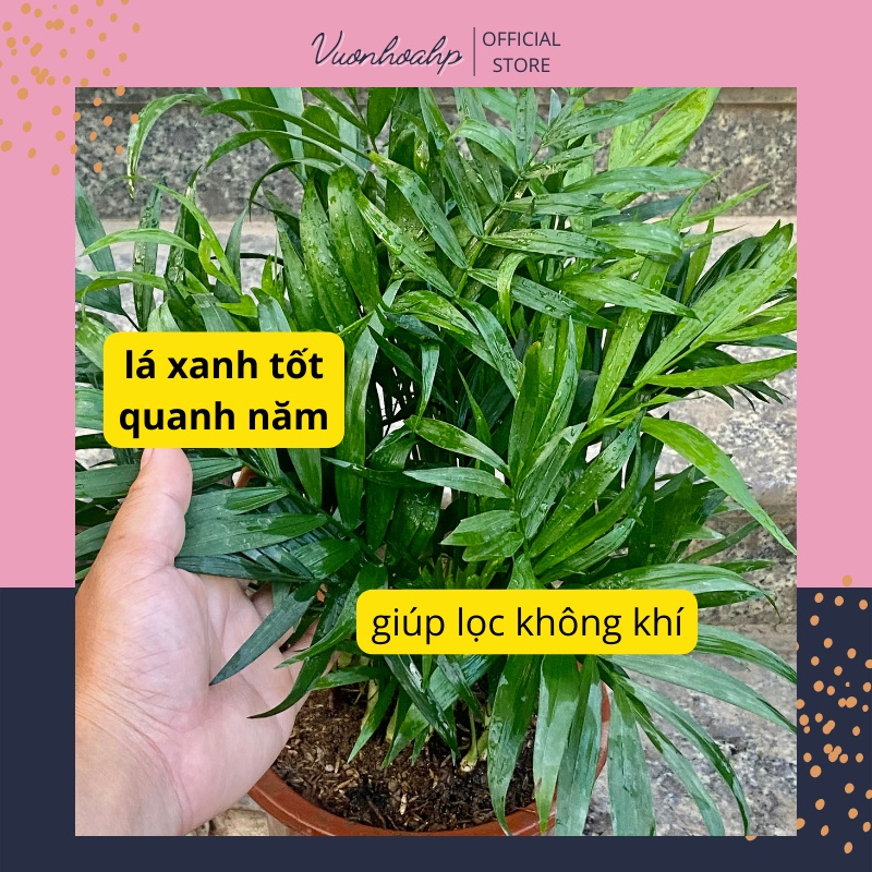 Cây cau tiểu trâm để bàn  lọc không khí mang lại may mắn, tài lộc cao 20-30cm, ảnh thật, lỗi 1 đổi 1