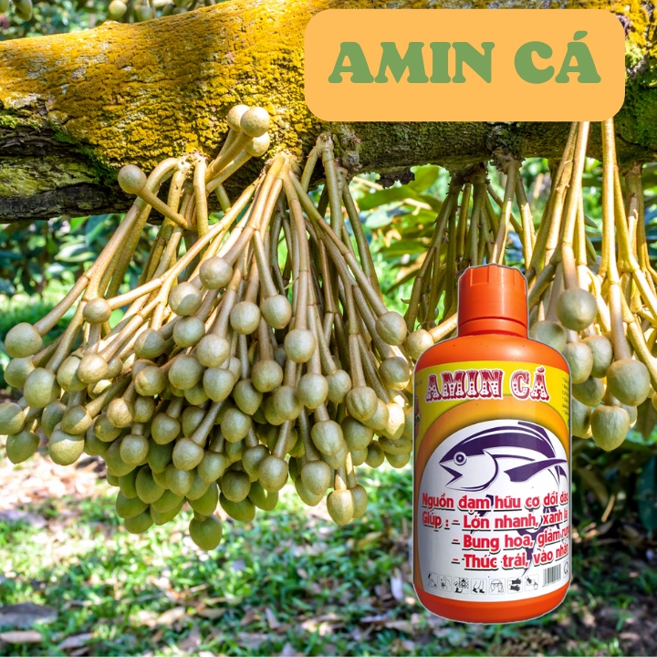 GIẢM RỤNG VÀ BÓNG TRÁI -  AMIN CÁ ĐẬM ĐẶC- Chai 1L