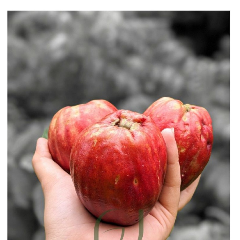 CÂY GIỐNG MẬN ĐIỀU ĐỎ
