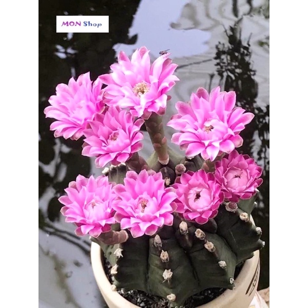 Xương rồng gym vân lem đẹp