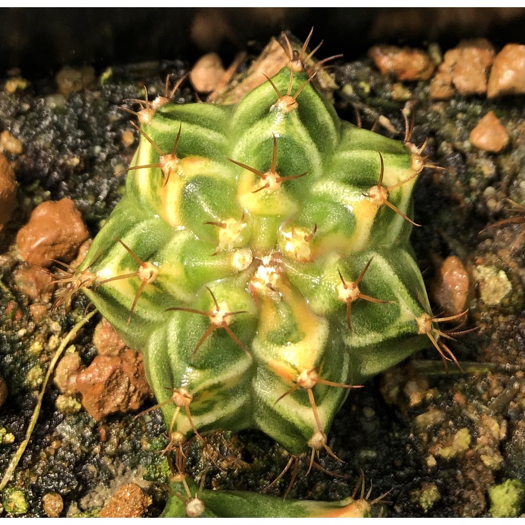 Xương rồng gym lem orange-có tặng đất trồng