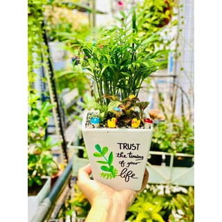 Cây cau tiểu trâm kèm chậu vẽ hình theo yêu cầu để bàn trưng văn phòng