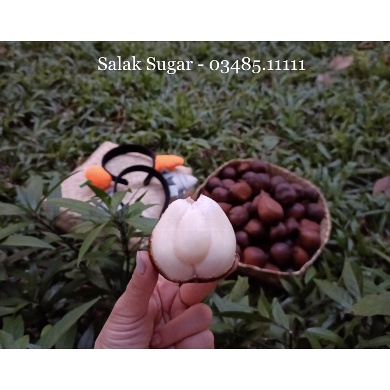 Trái Salak Bali - Quả Da Rắn - Quả Mây Ngon Giòn Ngọt, Hương Vị Kết Hợp Mít Sầu