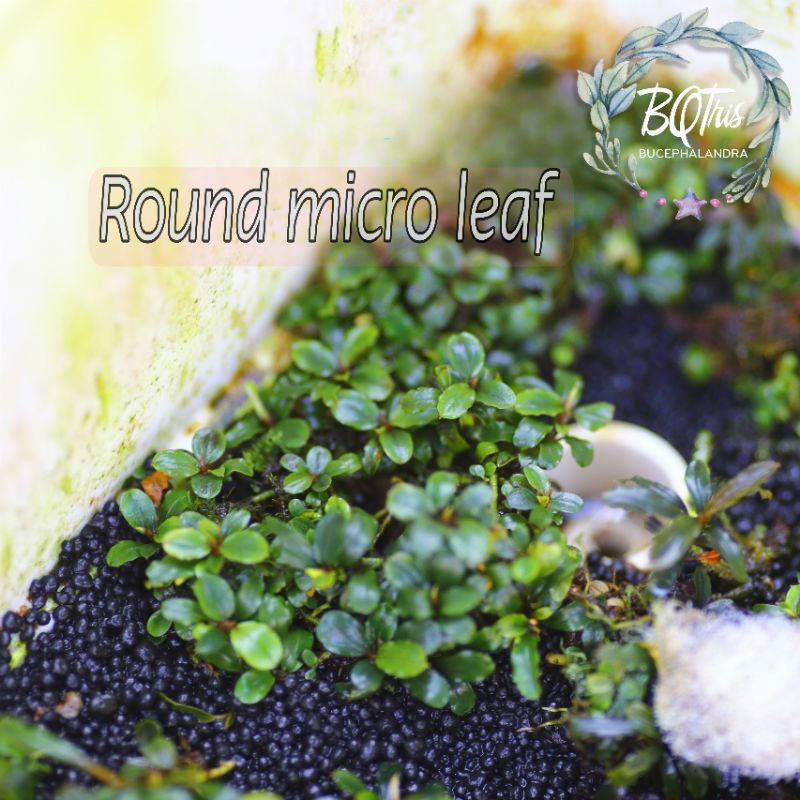 Bucep Micro siêu bé ○ cây thủy sinh ○ lá cạn ○ theo bụi