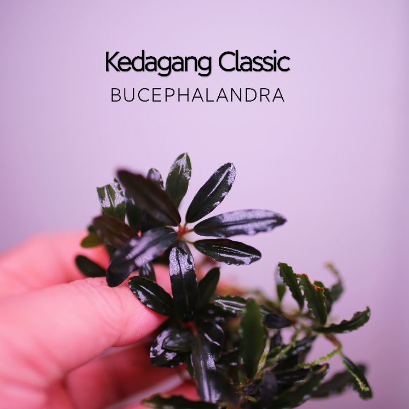 Bucep Kedagang classic | chuyển lá nước | hàng ngọn