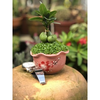 Chậu sứ cây tài lộc may mắn