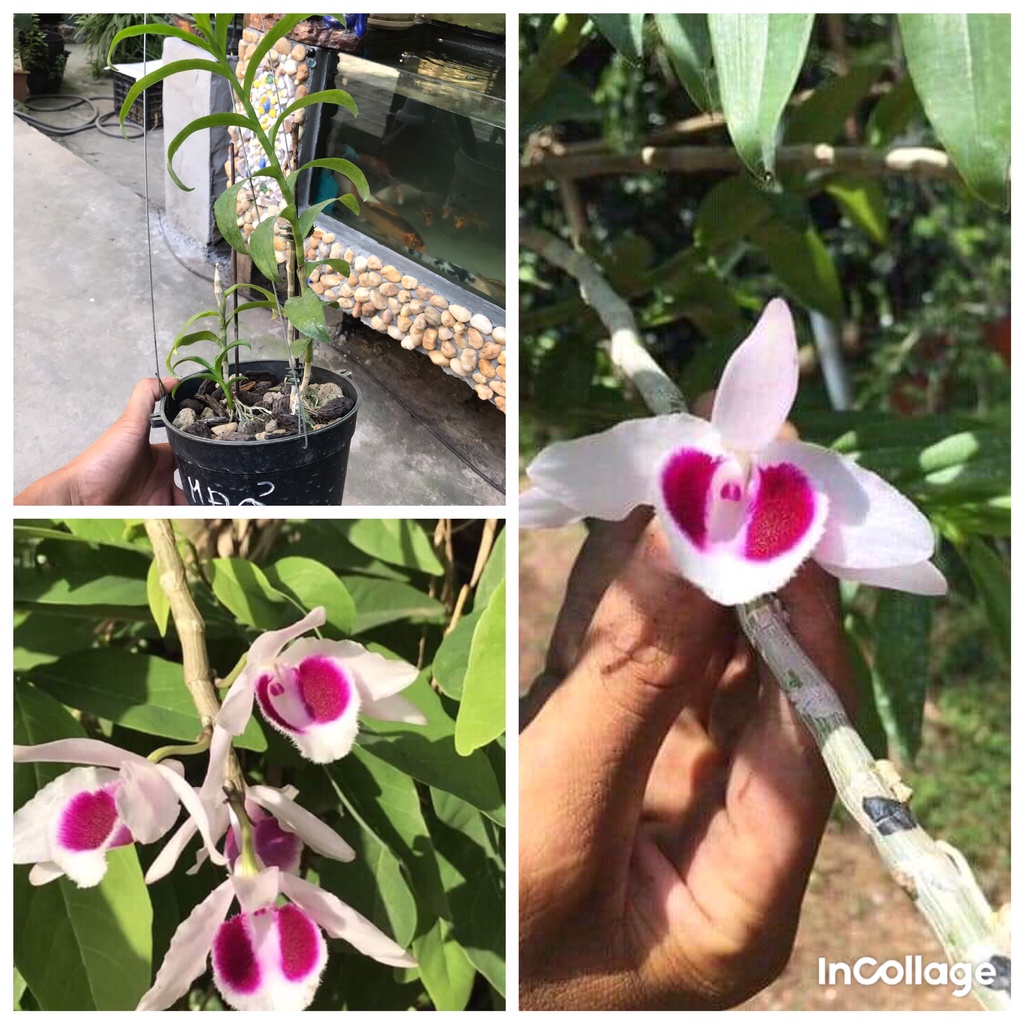 giò hoa lan phi điệp tím mắt đỏ hòa bình