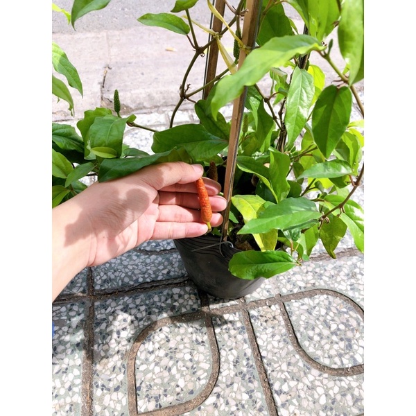 Chậu cây giống TIÊU LỐP, TIÊU LỐT trái dài thơm nồng nàn, hương vị ngày xưa