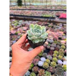 Sen đá Bé Tuyết size nhỏ 4-4,5cm, thích nghi mọi khí hậu, hư 1 đổi 1