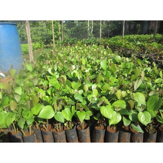 set 4 cây tiêu giống ( cây tiêu vĩnh linh)