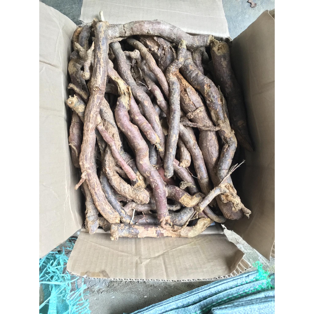 HÀ THỦ Ô TRẮNG KHÔ