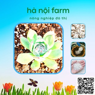 Đá perlite trân châu siêu nhẹ - Túi 10Lit