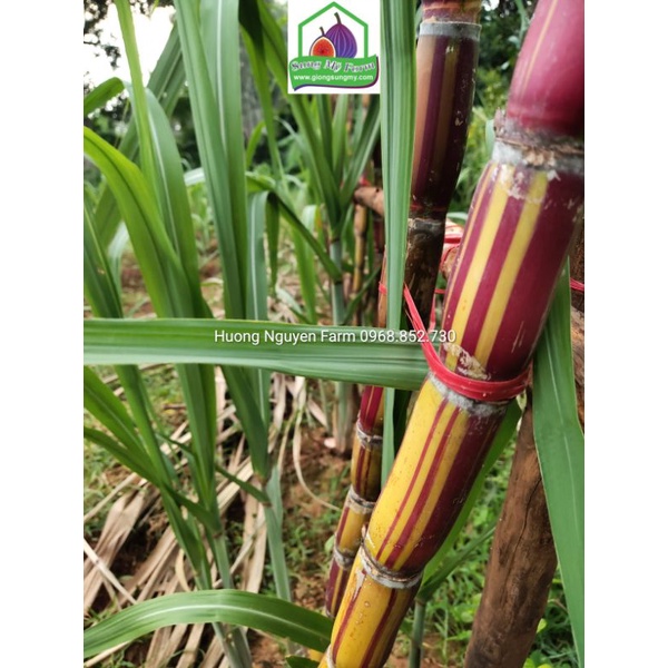 2 cành Giống Mía sọc kẹo Hawai 0.5 m